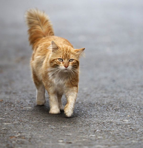 گربه خیابانی گربه ناز گربه ملوس گربه قهوه ای گربه طلایی گربه ناز گربه بامزه پیشی ملوس گربه نر