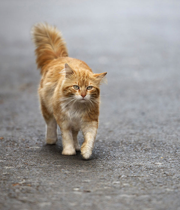 گربه خیابانی گربه ناز گربه ملوس گربه قهوه ای گربه طلایی گربه ناز گربه بامزه پیشی ملوس گربه نر