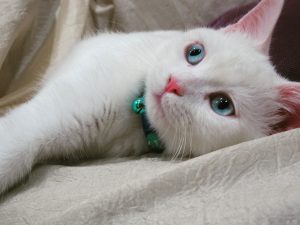 گربه چشم آبی پیشی با چشمان آبی گربه خوشگل گربه سفید چشم آبی ملوس