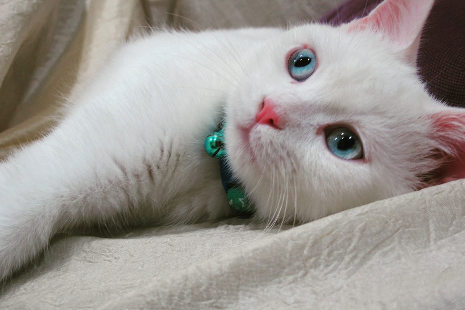 گربه چشم آبی پیشی با چشمان آبی گربه خوشگل گربه سفید چشم آبی ملوس