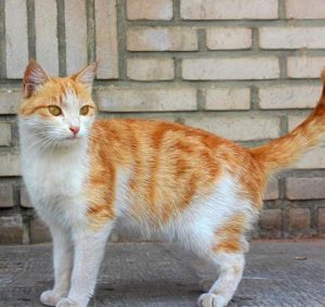 گربه قلدر خان گربه نسکافه ای گربه نارنجی گربه نر خوشگل