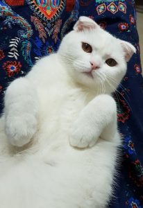 پشمک گربه سفید اسکاتیش فولد پشمالو پیشی سفید چشم نارنجی گربه چشم کاراملی چشم قهوه ای