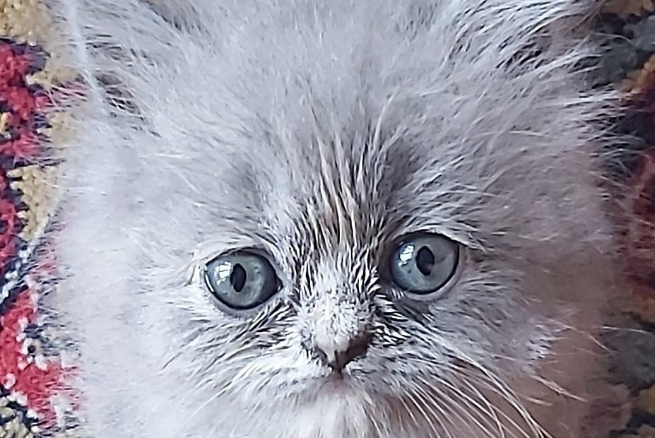 پرشین کت گربه پرشین اشلی خاکستری چشم سبز چشم آبی گربه پیشی