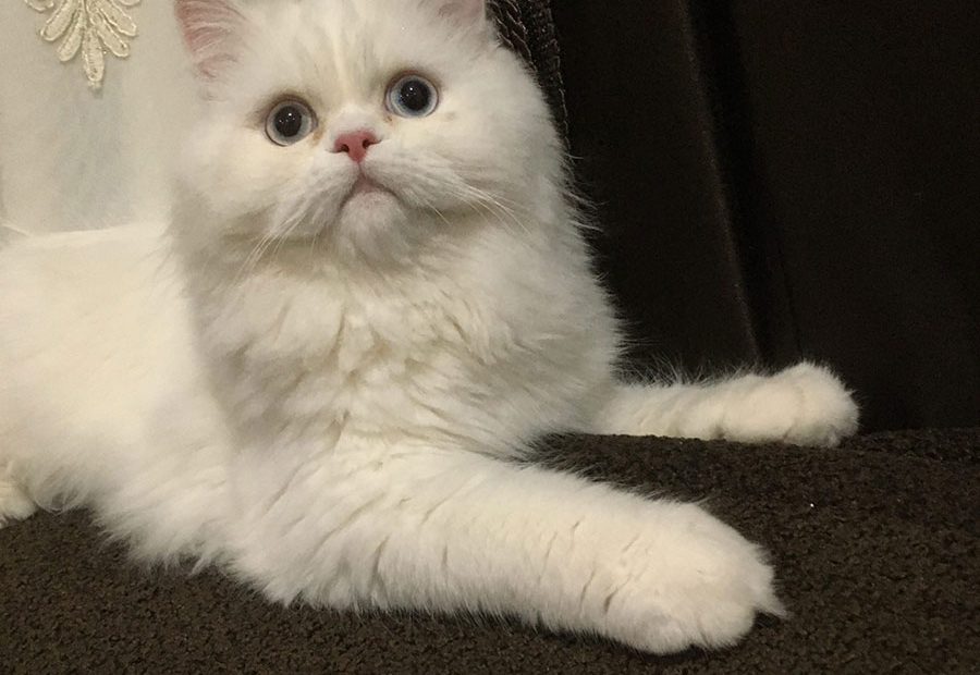 گربه سفید پشمالو پیشی پشمک سفید پشمالو پیشی پشمالو حبابگربه پرشین چشم آبی گربه پرشین سفید
