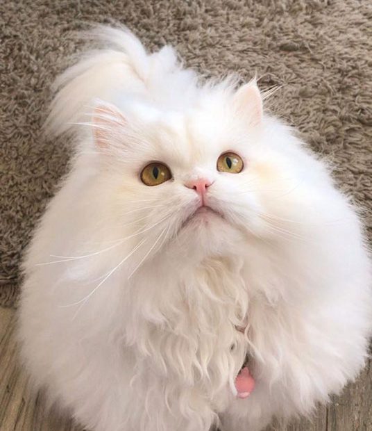 گربه سفید گربه پرشین سفید پیشی سفید پیشی پرشین سفید گربه ناز برفی پیشی برفی سفید ناز ملوس