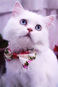 گربه برفی گربه سفید گربه پاپیون گربه شیک پیشی پاپیون گربه چشم آبی سفید ملوس