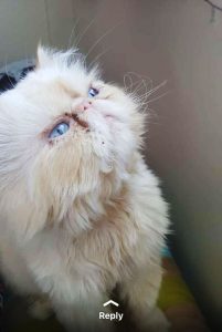 گربه پرشین گربه نسکافه ای گربه چشم آبی پرشین نسکافه ای پیشی چشم آبی سبیل گربه ناز گربه اخموی جذاب