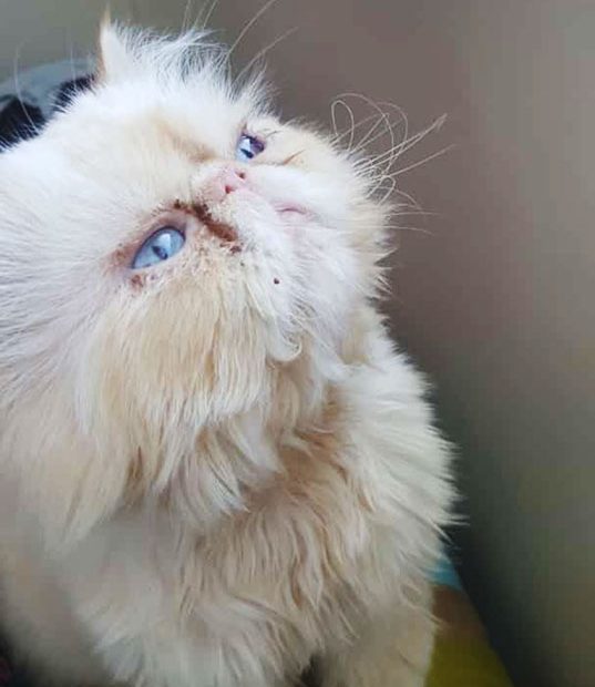 گربه پرشین گربه نسکافه ای گربه چشم آبی پرشین نسکافه ای پیشی چشم آبی سبیل گربه ناز گربه اخموی جذاب