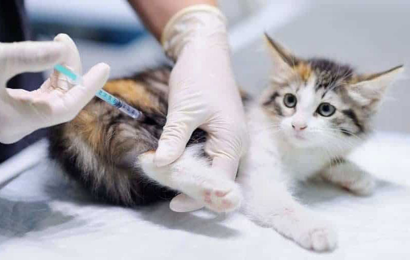 واکسن گربه واکسیناسیون گربه واکسن پیشی واکسیناسیون بچه گربه واکسن زمان واکسن گربه نوع واکسن گربه خانگی