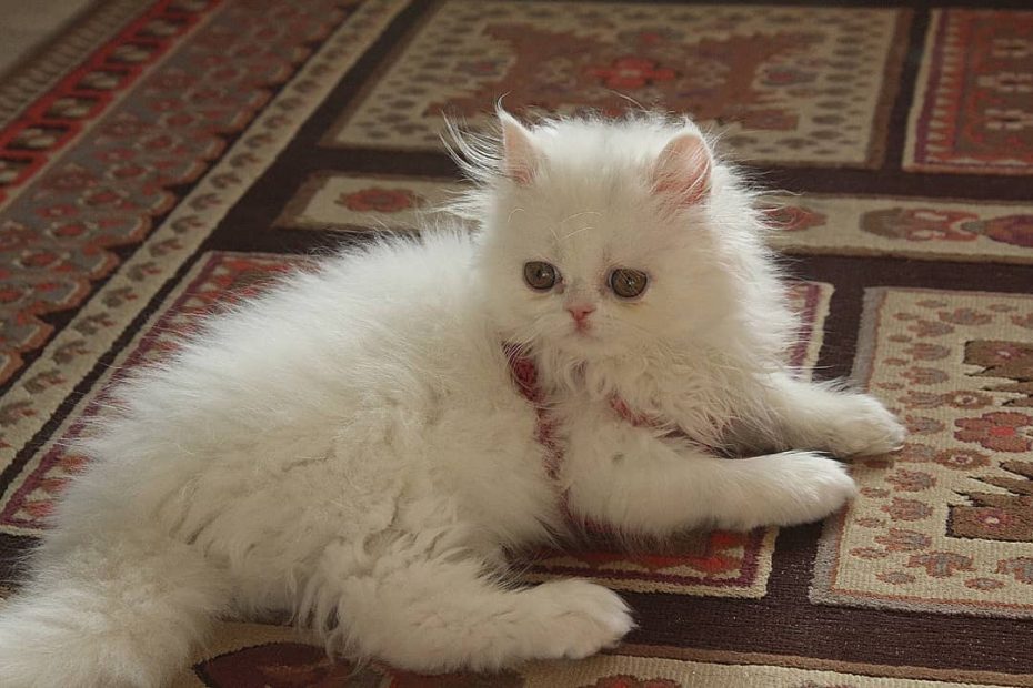 گربه kenzy پرشین سفید پیشی نژاد گربه نژاد پرشین سفید پشمالو کنزی