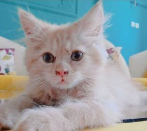 گربه پیشی توبی آقای توبی آقا توبی گربه خوشگل ناز نسکافه ای نژاد سفید گربه پیشی