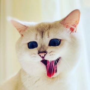 گربه سفید گربه خوشگل گربه بامزه فانی گربه جالب کیوت گربه خنده دار گربه زبان دراز پیشی خنده دار