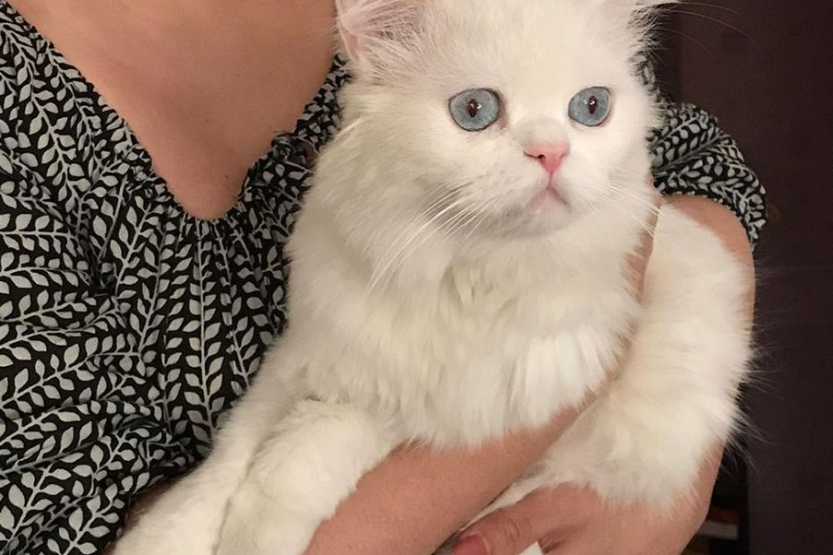 فرنی گربه سفید گربه پرشین چشم آبی پیشی پشمالوی سفید گربه پرشین پشمالو پرشین سفید خوشگل ناز