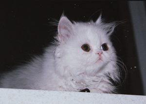 گربه پرشین سفید پیشی سفید گربه سفید پرشین گربه پشمالو سفید گربه سفید پشمالو پیشی پشمالوی سفید کنزی گربه پرشین پشمالوی سفید