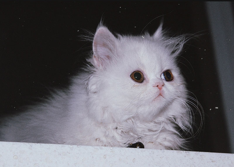 گربه پرشین سفید پیشی سفید گربه سفید پرشین گربه پشمالو سفید گربه سفید پشمالو پیشی پشمالوی سفید کنزی گربه پرشین پشمالوی سفید