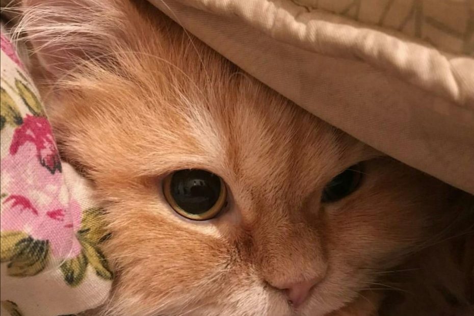 گربه ملوس نخودی گربه نارنجی گربه پشمالو چشم گربه چشم پیشی چشم گربه خوشگل چشم قشنگ چشم خوشگل گربه ناز نالا افریقایی