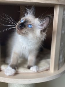 گربه بیرمن گربه سیامی گربه چشم آبی خوشگل ناز