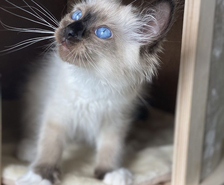 گربه بیرمن گربه سیامی گربه چشم آبی خوشگل ناز