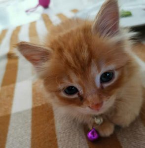بچه گربه قهوه ای پیشی جینجر گربه جینجر نارنجی بچه گربه نارنجی خوشگل ناز