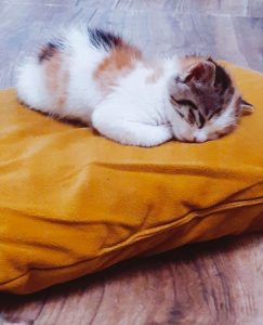 بچه گربه خوابالو پیشی خوابیده گربه خوابالو سفید خوشگل