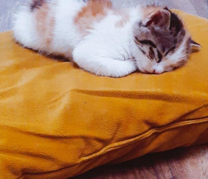 بچه گربه خوابالو پیشی خوابیده گربه خوابالو سفید خوشگل