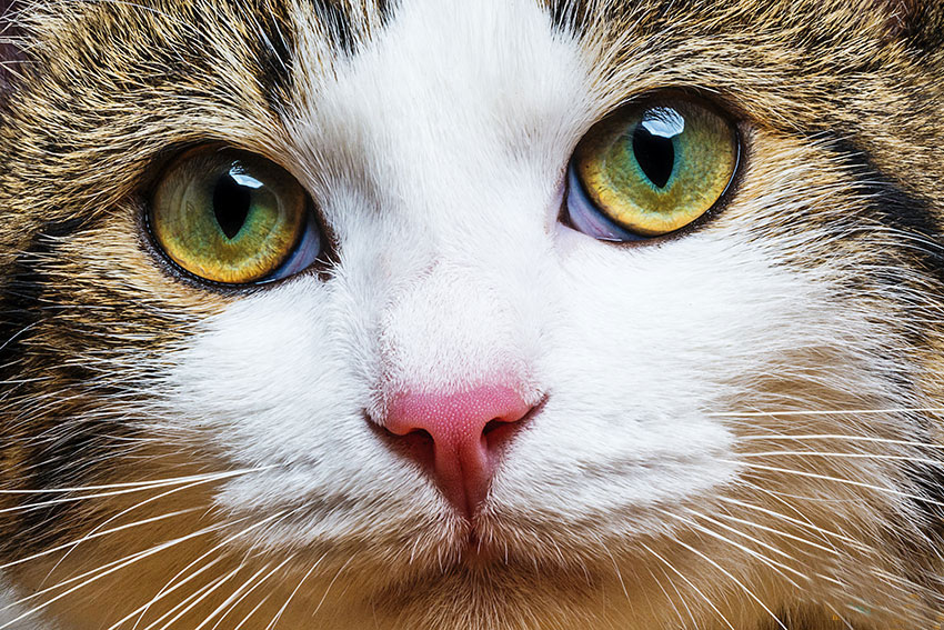 چشم گربه خوشگل چشم سبز گربه