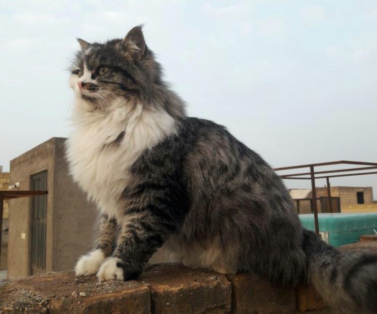 گربه روی شیروونی گربه روی شیروانی گربه روی دیوار گربه روی سقف