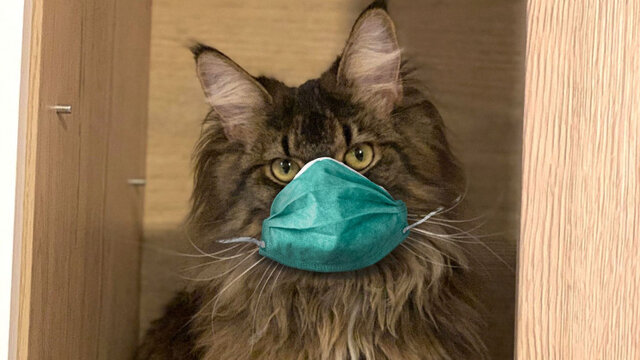 گربه ماسک زده انتقال کرونا گربه انسان کووید 19 ماسک کرونا در گربه ها